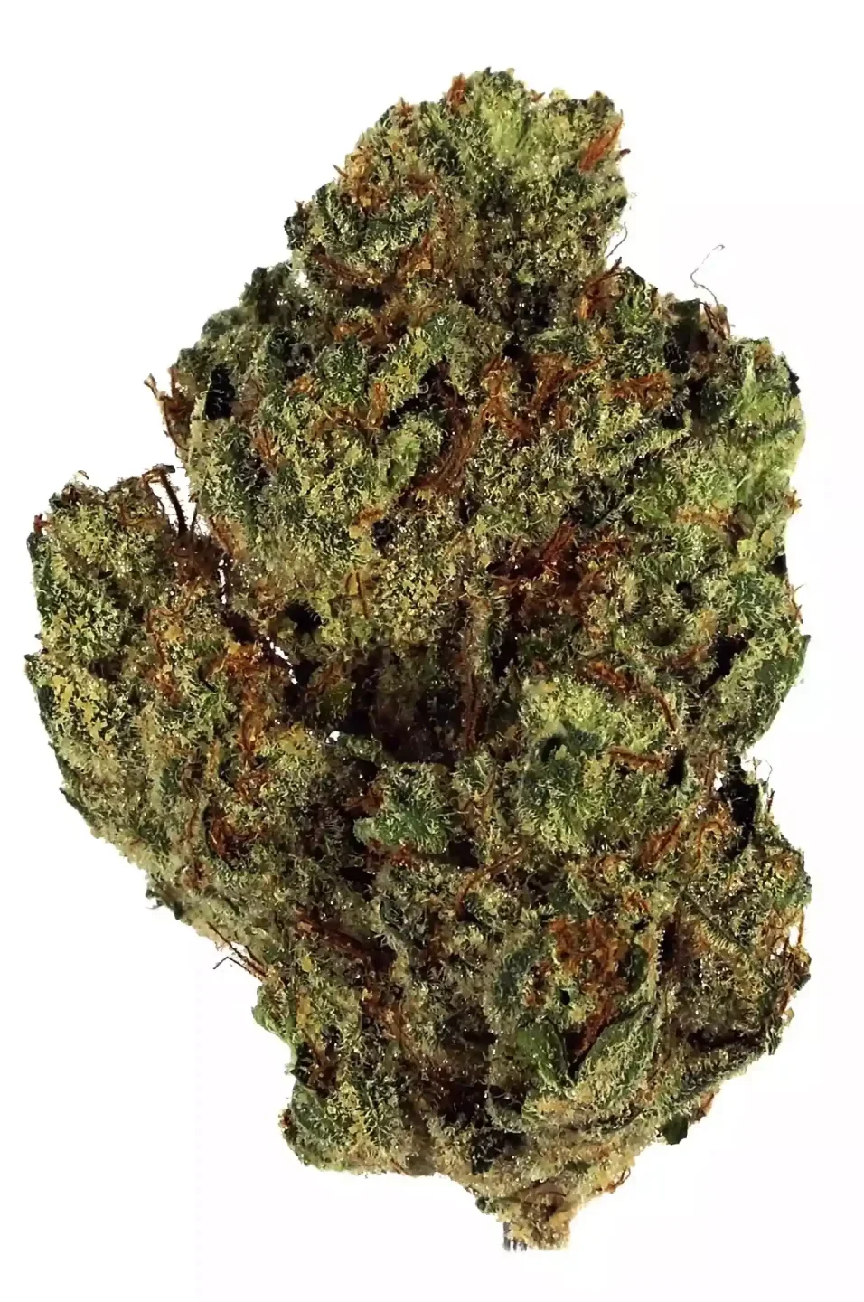 Triple G - Híbrida Dominante Indica