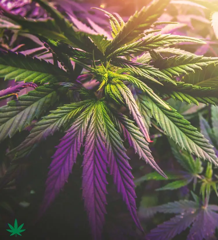 onde comprar maconha